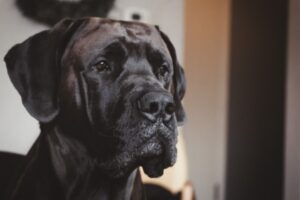 Cachorro grande para morar em apartamento