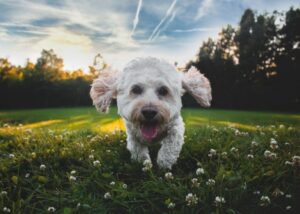 até onde um cachorrinho pode andar