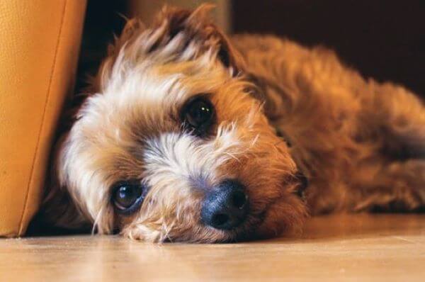 Raças de cães com baixa ansiedade de separação