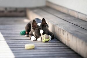cão menos destrutivo